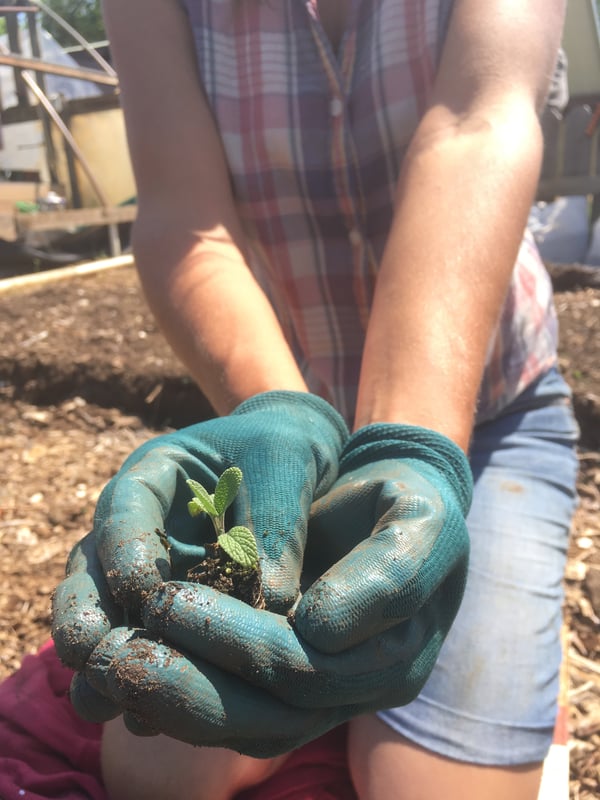 A volunteer with the YWAM Agtech program is kneesing in a patch of sod and is holding a small plant in her gloved hands.